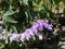 Mexican Bush Sage Salvia leucantha, Strauchige Salbei, Samt-Salbei und Mexikanischer Strauch-Salbei, WeissblÃ¼tige Salbei