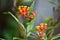 Mexican butterfly weed flowering plants with colorful flowers in red and yellow colors . Small ants have sat on the flower