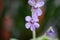 Mexican butterwort, Pinguicula tina pink flower