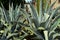 Mexican cactus Agave in Mexico city.