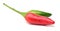 Mexican chili serrano green red orange isolated