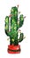 Mexican Christmas cactus green garland with a red flower watercolor illustration