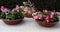 Mexican clay pots used as flower pots, multicolored flower plants watered with a green plastic watering can