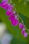 Mexican Coral Vine