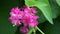 Mexican creeper Also called Antigonon leptopus, coral vine, queen`s wreath, Coralita, bee bush flower. This plant is good for th