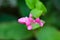 Mexican Creeper or Antigonon leptopus, commonly known as coral vine