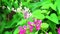 Mexican Creeper, Chain of Love or Antigonon leptopus pink bouquet flower and bee find honey