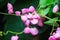 Mexican Creeper, Chain of Love or Antigonon leptopus pink bouquet flowers