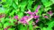 Mexican Creeper, Chain of Love or Antigonon leptopus pink bouquet flowers and bee find honey