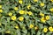 Mexican creeping zinnia in the garden