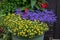 Mexican creeping zinnia Sanvitalia procumbens and edging lobelia Lobelia erinus