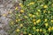 Mexican creeping zinnia yellow bright flowers