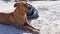 Mexican cute brown dog on the beach Holbox island Mexico