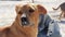 Mexican cute brown dog on the beach Holbox island Mexico