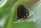 Mexican Cycadian Butterfly