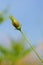 Mexican daisy bud