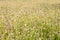 Mexican daisy grass field
