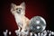 Mexican dog Chihuahua with disco ball