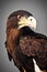 Mexican Eagle (Northern crested caracara) Animal. AI Generated.