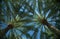 Mexican Fan Palms Against Blue Sky