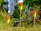 Mexican Feather Grass closeup with blurred orange torch lily flowers and white building elevation.