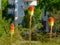 Mexican Feather Grass closeup with blurred orange torch lily flowers and white building elevation.