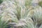 Mexican feathergrass