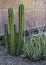 Mexican Fence Post Cactus & Aloe Cactus