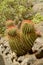 Mexican Fire Barrel Cactus