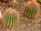 Mexican Fire Barrel Cactus