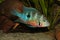 Mexican Fire Mouth (Thorichthys ellioti)