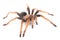 Mexican Fireleg Tarantula Brachypelma boehmei isolated on white