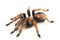 Mexican Fireleg Tarantula Brachypelma boehmei isolated on white