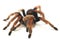 Mexican Fireleg Tarantula Brachypelma boehmei isolated on white