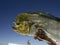 Mexican Fisherman holding big Mahi Mahi Dorado fish baja california sur