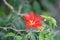 Mexican Flame Bush Calliandra tweediei bright red flower