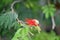 Mexican Flame Bush Calliandra tweediei budding deep red flower