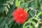 Mexican Flame Bush Calliandra tweediei deep red flower