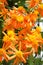 Mexican flame vine