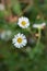 Mexican fleabane daisy