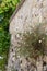 Mexican fleabane, Erigeron karvinskianus, flowering on a wall