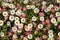 Mexican fleabane erigeron karvinskianus flowers