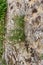 Mexican fleabane, Erigeron karvinskianus, plant flowering on a wall