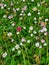 Mexican Fleabane Growing in Grass Unbloomed 7