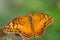 Mexican Fritillary