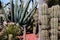 Mexican garden, various types of pencas and cactus.