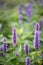 Mexican giant hyssop Agastache mexicana, lavender-blue flowering plants