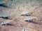 Mexican Goatfish Mulloidichthys dentatus in Baja California