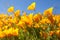 MeXican Gold Poppies