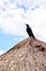 Mexican Grackle Bird on a Coconut Palm Leaf Hut